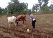 Turun Langsung ke Sawah, Polsek Tambakboyo Dukung Ketahanan Pangan Lewat Olah Lahan Bersama Petani