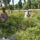 Bhabinkamtibmas Desa Kesik Cek Lahan Ketahanan Pangan Bergizi
