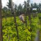 Bhabinkamtibmas Desa Lendang Nangka Cek Lahan Cabai, Dukung Program Ketahanan Pangan Bergizi