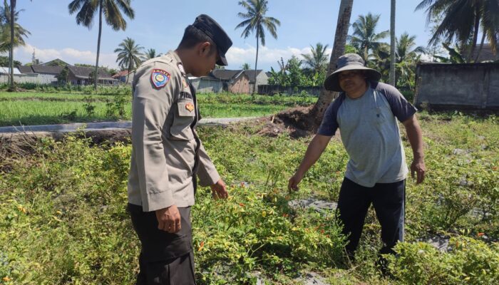 Dukung Swasembada Pangan, Bhabinkamtibmas Paokmotong Monitoring Lahan Pekarangan Pangan Bergizi