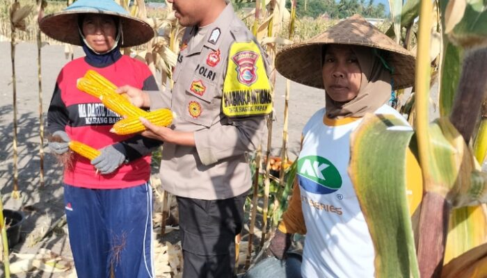 Bhabinkamtibmas Desa Bagik Papan Sambangi Petani Jagung, Dukung Ketahanan Pangan dan Imbau Warga Jaga Kamtibmas