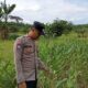 Bhabinkamtibmas Polsek Kenduruan Polresta Tuban Cek Tanaman Jagung Warga, Dukung Ketahanan Pangan Nasional . .