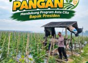 Dukung Ketahanan Pangan Nasional, Polsek Bangilan Monitoring Pertumbuhan Tanaman Jagung