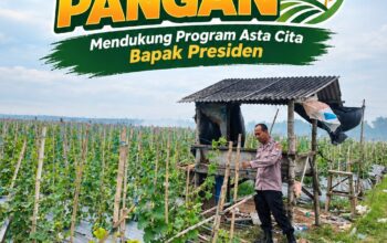 Dukung Ketahanan Pangan Nasional, Polsek Bangilan Monitoring Pertumbuhan Tanaman Jagung