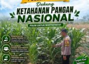 Polri Dukung Astacita, Polsek Rengel Polresta Tuban Turun Cek Tanaman Jagung Warga di Desa Sawahan