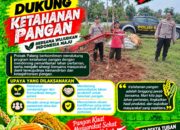 Dukung Astacita, Polsek Palang Polresta Tuban Pantau Langsung Lahan Jagung milik warga Desa Pucangan