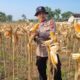 Dukung Program Ketahanan Pangan Nasional, Anggota Polsek Bancar Turun Ke Lahan Panen Jagung Bersama Warga Cingklung