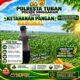 Anggota Polsek Singgahan Polresta Tuban Turun Cek Tanaman jagung Warga di Desa lajo lor