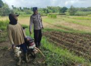 Dukung Astacita, Polsek Jatirogo Polresta Tuban Pantau Langsung Lahan Jagung milik warga Desa Bader