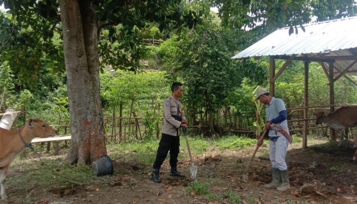 Dukung Ketahanan Pangan, Bhabinkamtibmas Rababaka Bantu Warga Kelola Lahan Peternakan Sapi