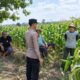 Dukung Asta Cita Presiden, Bhabinkamtibmas Polsek Tambakboyo Monitoring dan Sambang Petani Jagung