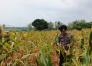 Polsek Bancar Laksanakan Monitoring Tanaman Jagung Milik Warga