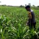 ANGGOTA POLSEK GRABAGAN SAMBANG DESA BINAAN, PANTAU LAHAN JAGUNG DAN MEMASTIKAN SISTEM IRIGASI MASIH LANCAR
