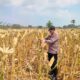 Polri Dukung Astacita, Polsek jenu Polres Tuban Turun Cek Tanaman Jagung Warga di Desa Wadung