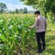 Dukung Swasembada Pangan, Bhabinkamtibmas Polsek Tambakboyo Cek Pertumbuhan Jagung Warga