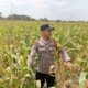 Dukung Astacita Presiden RI, Kanit Binmas Polsek Kenduruan Polresta Tuban Turun Langsung Mengecek Perkembangan Tanaman Jagung Petani