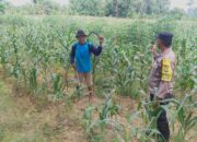 Dukung Asta Cita Presiden, Bhabinkamtibmas Polsek Tambakboyo Monitoring Lahan Jagung Warga