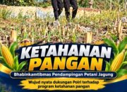 Mendukung Program Ketahanan Pangan, Bhabinkamtibmas Monitoring Pertumbuhan Jagung