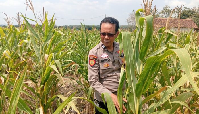 adukung Ketahanan Pangan Nasional, Polisi Polsek Kenduruan Polresta Tuban Cek Perkembangan Tanaman Jagung Milik Petani