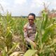adukung Ketahanan Pangan Nasional, Polisi Polsek Kenduruan Polresta Tuban Cek Perkembangan Tanaman Jagung Milik Petani