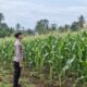 Dukung Swasembada Pangan, Bhabinkamtibmas Polsek Tambakboyo Monitoring Pertumbuhan Jagung