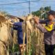 Anggota Polresta Tuban Polsek Bancar Laksanakan Monitoring Panen Jagung di Desa Ngampelrejo