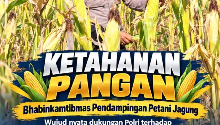 Mendukung Program Ketahanan Pangan, Bhabinkamtibmas Monitoring Pertumbuhan Jagung