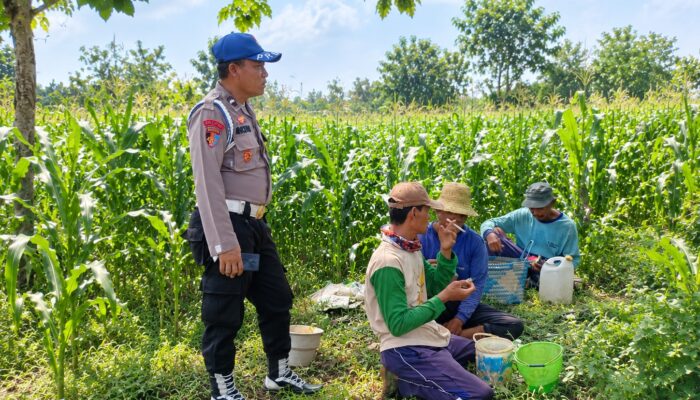 Dukung Ketahanan Pangan, Polsek Tambakboyo Laksanakan Monitoring dan Patroli Dialogis di Lahan Jagung Warga