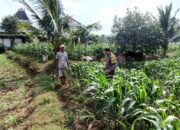 Polsek Grabagan Polresta Tuban Turun Langsung Cek Tanaman Jagung Warga