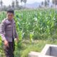 Perkuat Ketahanan Pangan Nasional, Bhabinkamtibmas Desa Buin Baru Pantau Perawatan Tanaman Jagung Warga di Buer