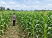 Dukung Ketahanan Pangan Nasional, Polsek Tambakboyo Monitoring Lahan Jagung Warga Binaan