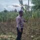 Polri Dukung Astacita, Polsek jenu Polres Tuban Turun Cek Tanaman Jagung Warga di Desa Beji