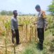 Dukung Ketahanan Pangan Nasional dan Program Asta Cita, Bhabinkamtibmas Desa Pernek Sambangi Warga Panen Jagung dan Dorong Pemanfaatan Pekarangan