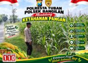 Polsek Bangilan Monitoring Ketahanan pangan Tanaman Jagung