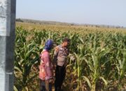 Dukung Astacita Presiden RI, Polsek Kenduruan Polresta Tuban Dorong Ketahanan Pangan melalui Pemantauan Tanaman Jagung Warga