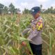Dukung Astacita Presiden Ri, Kanit Binmas Polsek Kenduruan Polresta Tuban Cek Perkembangan Tanaman Jagung Milik Petani .