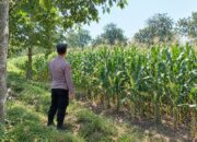 Dukung Ketahanan Pangan Nasional, Polsek Tambakboyo Monitoring Lahan Jagung Binaan