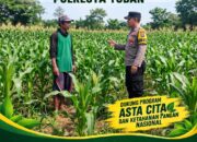 ANGGOTA POLSEK KEREK POLRESTA TUBAN PANTAU PERTUMBUHAN TANAM JAGUNG