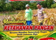 Polisi RW Polsek Senori Polresta Tuban Monitoring Tanaman Jagung Warga Desa Medalem