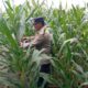 Dukung Astacita Presiden, Polmas Polsek Kenduruan Polresta Tuban Pantau Perkembangan Tanaman Jagung Petani di Desa Jamprong