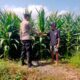 Dukung Asta Cita Presiden RI, Bhabinkamtibmas Desa Motong Dampingi Petani Jagung dan Dorong Optimasi Pekarangan Pangan