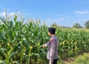 Dukung Ketahanan Pangan Nasional, Bhabinkamtibmas Polsek Tambakboyo Cek Lahan Jagung Binaan Menjelang Panen