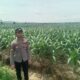 Anggota Polsek Singgahan Polresta Tuban Turun Cek Tanaman jagung Warga di Desa Lajo Lor