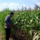 Polsek Parengan Polresta Tuban Pantau Lahan Jagung Warga Desa Pacing Dukung Program Astacita