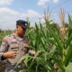 Dukung Astacita Presiden RI, Bhabinkamtibmas Polsek Kenduruan Polresta Tuban Cek Perkembangan Tanaman Jagung Petani