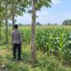 Dukung Asta Cita Presiden, Polsek Tambakboyo Monitoring Lahan Jagung Binaan Yang Tumbuh Subur