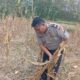 Dukung Ketahanan Pangan Nasional, Bripda Shandy Polsek Bancar Monitoring Panen Jagung di Latsari