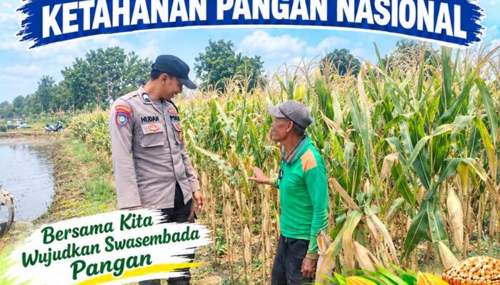 Polri dukung progam Astacita, Polsek Jatirogo Polresta Tuban Turun Cek Tanaman jagung Warga di Desa Kebonharjo
