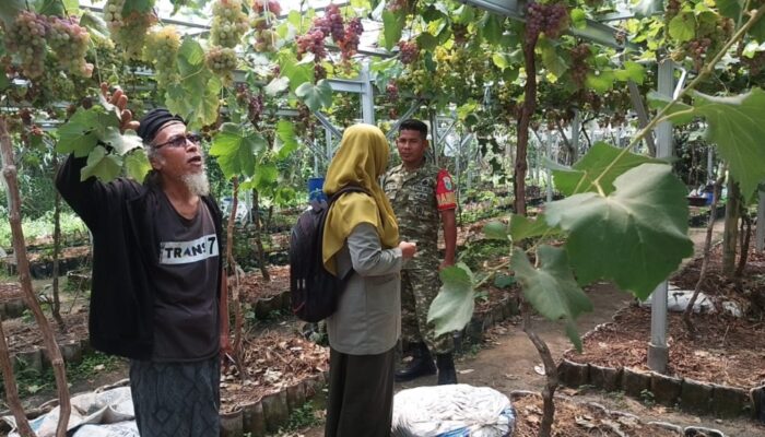 Sinergi Babinsa, PPL dan Poktan Mekar Sari 1 Dorong Pertanian Produktif