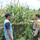 Sukseskan program ketahanan pangan nasional, Bhabinkamtibmas Polsek Bolo Cek Pertumbuhan Jagung Warga Binaan